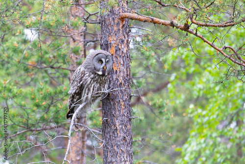 Obraz na płótnie Great gray owl sitting on a tree branch close up w salonie