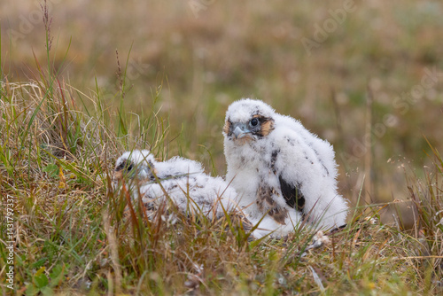 Obraz na płótnie Close-up of peregrine falcon chicks sitting on the ground w salonie