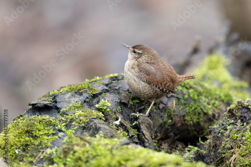 Obraz na płótnie Eurasian wren sits on an old stump close up w salonie