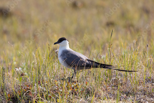 Obraz na płótnie Long-tailed jaeger bird sitting on the grass close up w salonie