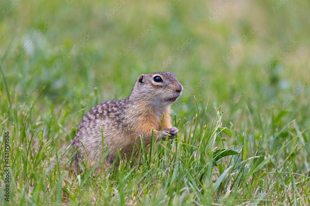 Speckled ground squirrel animal standing in the grass