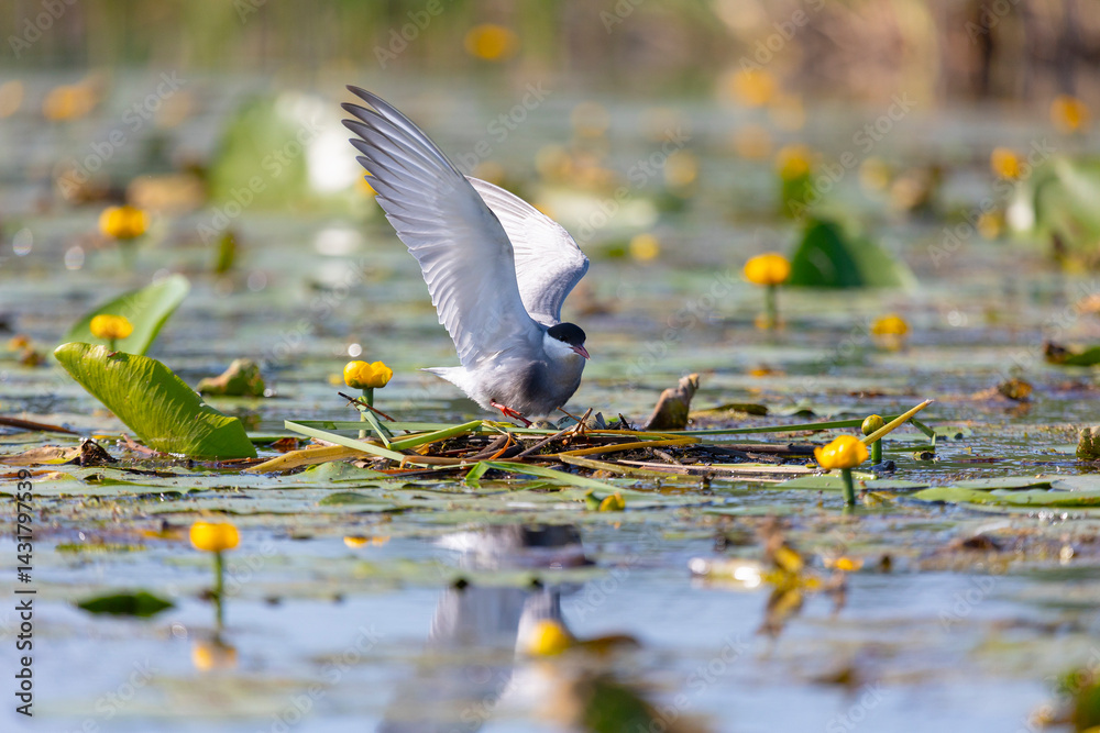 Terns sits among water flowers close up
