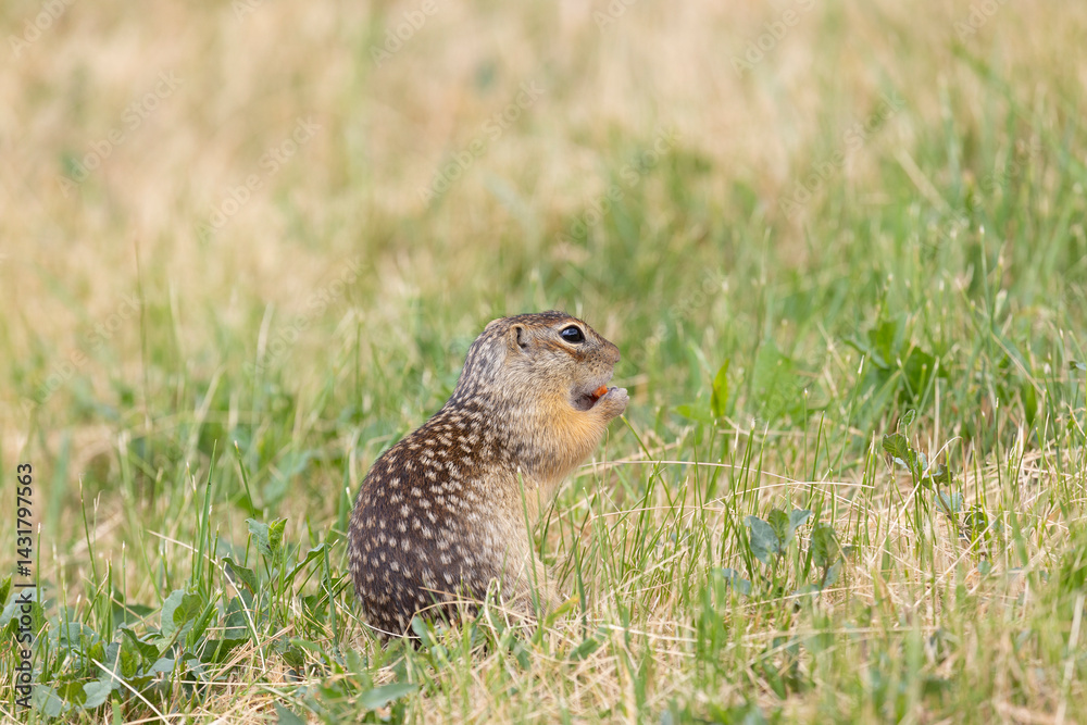 Speckled ground squirrel animal standing in the grass eating something