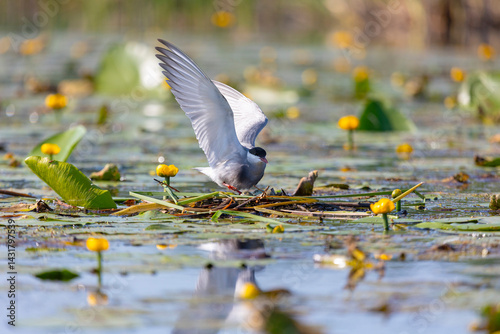 Obraz na płótnie Terns sits among water flowers close up w salonie