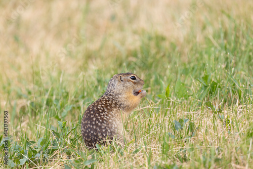 Obraz na płótnie Speckled ground squirrel animal standing in the grass eating something w salonie