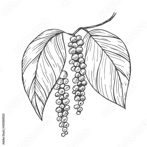 Plant with peppercorns. Black pepper seasoning. Ink sketch isolated on white background. Hand drawn vector illustration. Retro style.