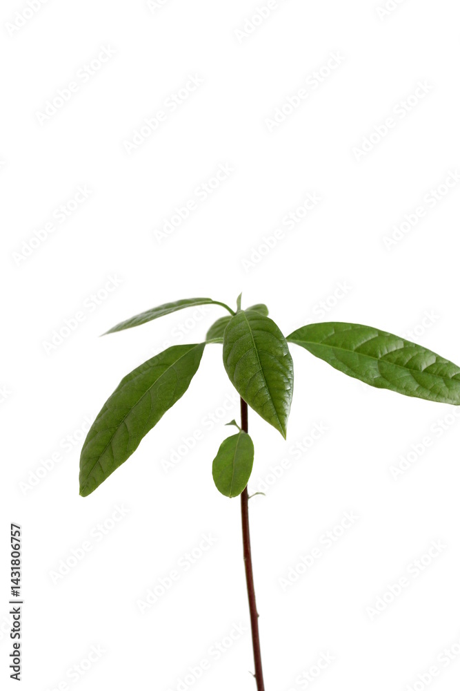 Obraz premium An avocado grows on a white background.