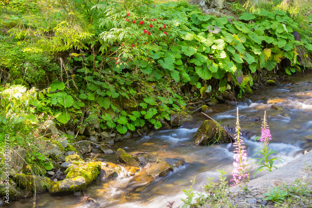 landscape with brook in the forest. green environment. stones in the creek. trees on the shore. sunny weather in summer. wild stream