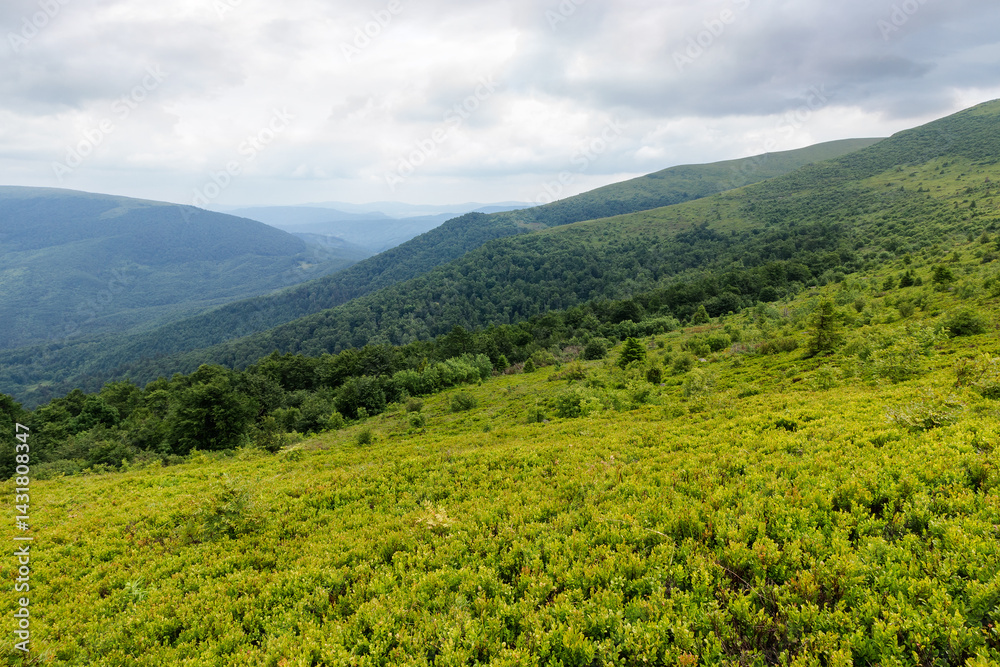 alpine scenery of ukrainian carpathians in summer. mountain smooth also called runa. rolling landscape beneath an overcast sky. rainy weather forecast. cold storm meteorology background