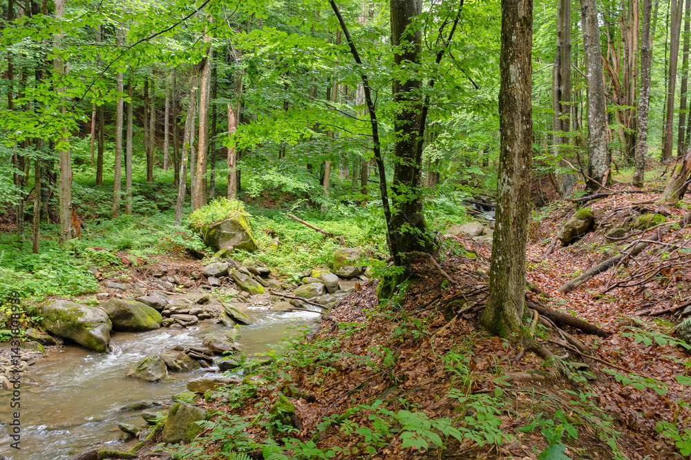 water stream in the beech forest among rocks. travel background. outdoor scenery in summer on a sunny day. beauty of carpathian nature. natural park