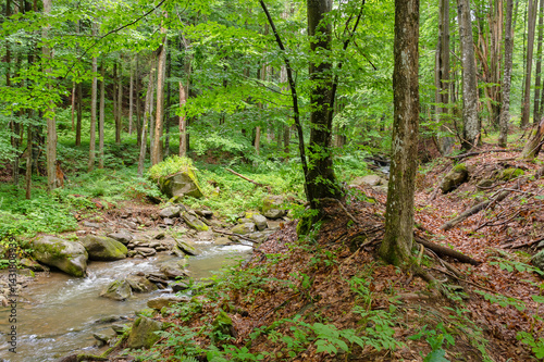 Obraz na płótnie water stream in the beech forest among rocks. travel background. outdoor scenery in summer on a sunny day. beauty of carpathian nature. natural park w salonie