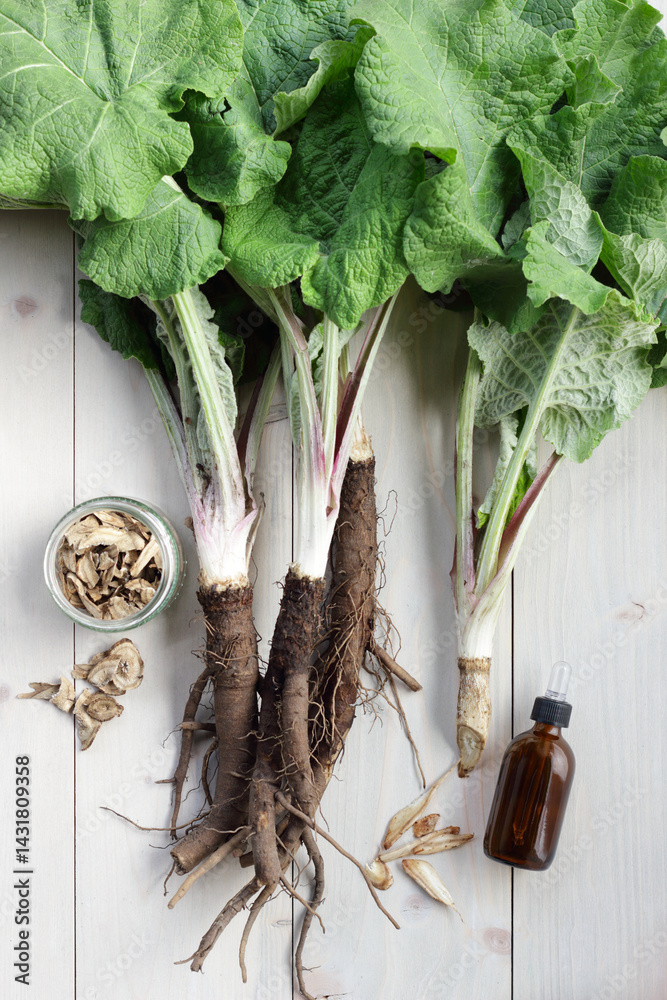 Fototapeta premium Burdock plant with root and leaves on wooden rustic background, dietary herb, homemade remedy, naturopathy, phytotherapy concept