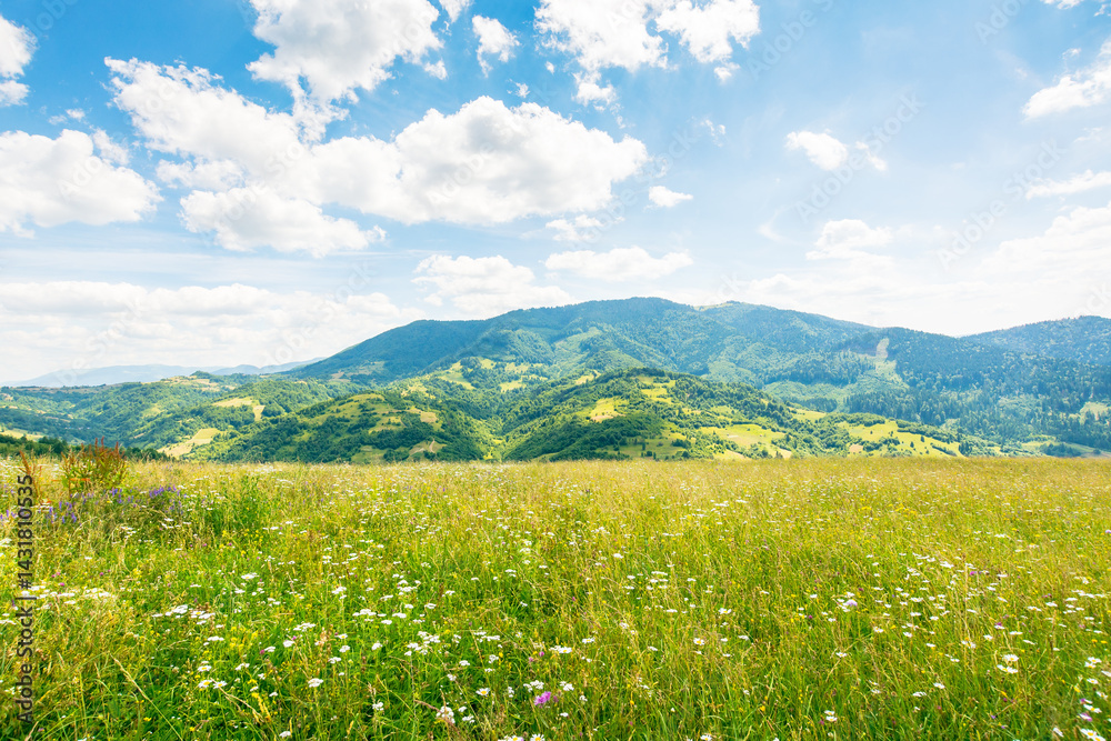 scenery with alpine field in summer. beautiful view. herbs among the grass. rolling carpathian alps mountain landscape in dappled light. clouds on the blue sky above the hill. wonderful europe climate