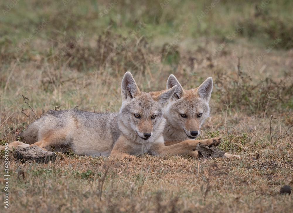 Baby Jackals with Bone Baby Jackals with Bone