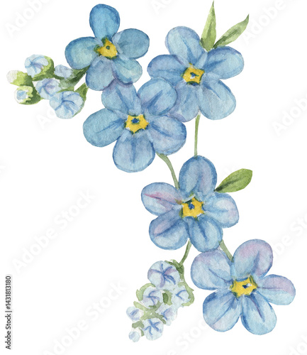 Watercolor illustration of forget-me-not flowers, featuring small, delicate blue blooms with yellow centers. Perfect for nature-inspired designs, floral art, and spring-themed projects.
