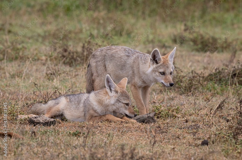 Fototapeta premium Baby Jackals