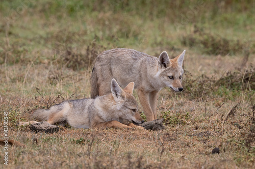 Baby Jackals