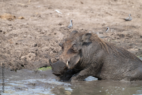 Wart Hog in Mud