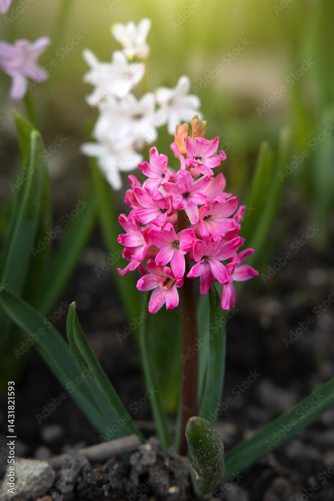 Fototapeta premium Bright spring flowers of pink purple and white hyacinths flowers grow in a flowerbed on a sunny spring day. Concept of gardening, floriculture, growing homemade flowers