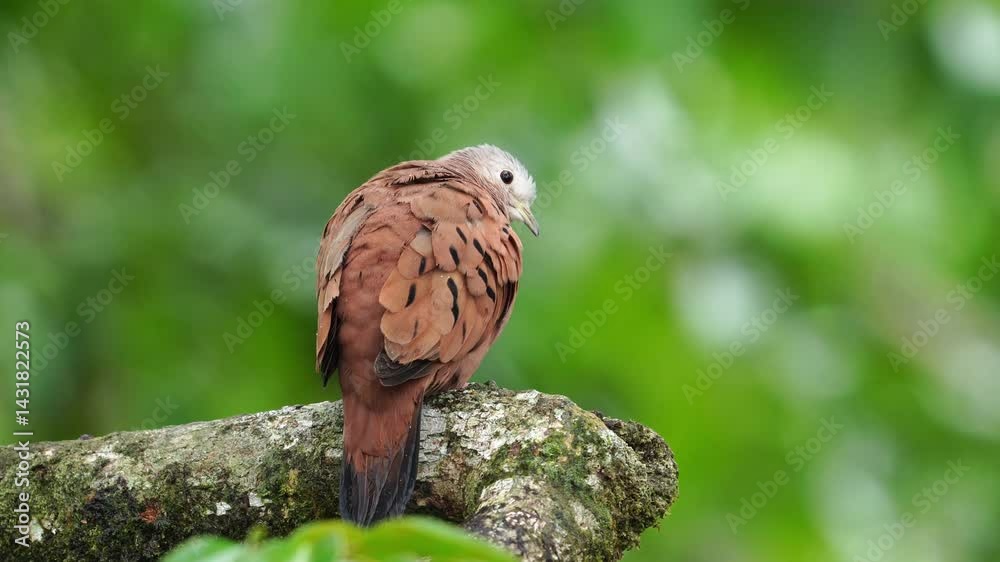 Ruddy ground dove (Columbina talpacoti) singing and preening, turning its back_Torcacita cantando y acicalando plumaje de espalda se da la vuelta_Tortolita_Tierrerita_Palomita colorada_tortolita rojiz