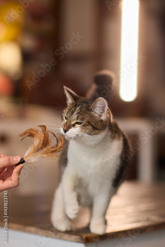 A Playful Cat is Joyfully Enjoying Its Leisure Time while Engaging with a Fun Toy