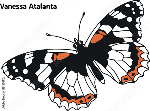 Vanessa Atalanta Butterfly Vector Art. Detailed Insect Design.