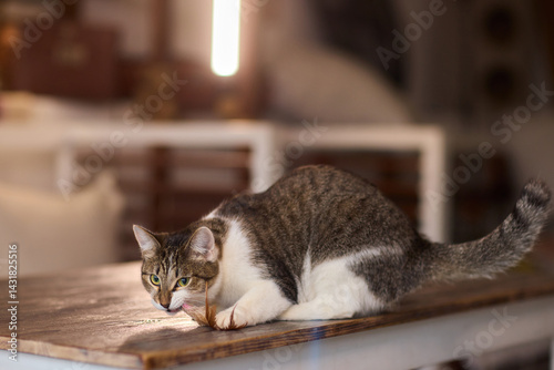 A Playful Cat is Joyfully Enjoying Its Leisure Time while Engaging with a Fun Toy