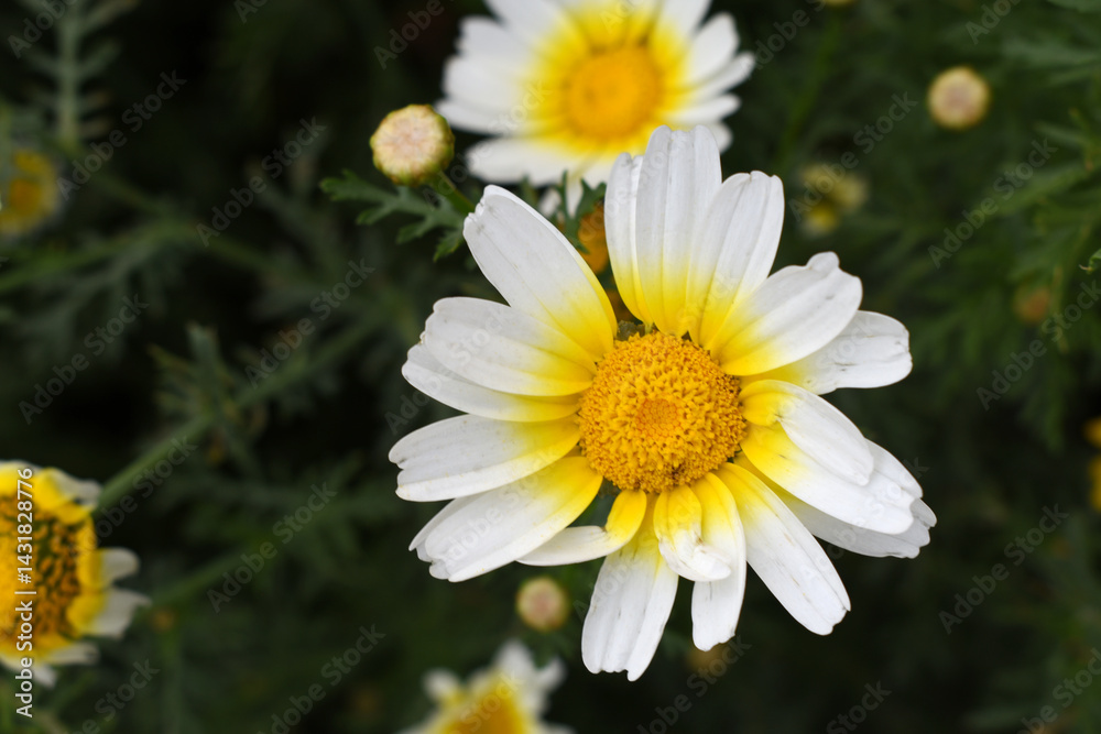 Fototapeta premium White Yellow Crown Daisy, Close-up of a white and yellow crown daisy flower, blooming in nature, Close-up shot of beautiful White yellow Crown Daisy flower (Chrysanthemum coronarium), Crown Daisy,