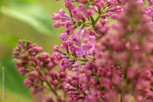 Wallpaper Mural lilac flowers in the garden Torontodigital.ca