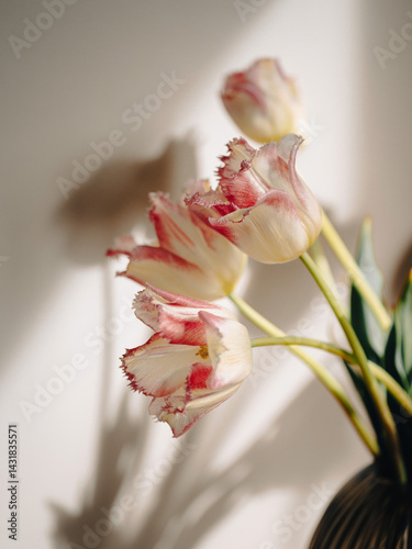 red and white tulip bud