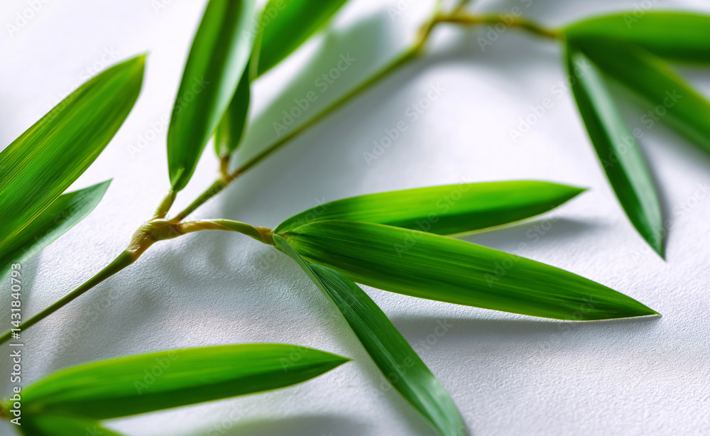 Obraz premium Fresh green bamboo leaves and stalks arranged on a light minimalist background. 
