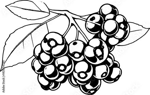 Cluster Of Dark Purple Berries On Branch With Leaves