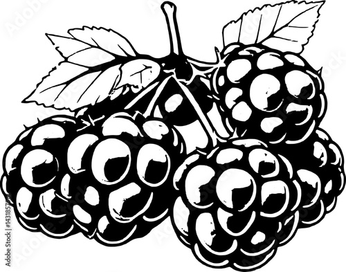 A Cluster Of Ripe Blackberries On The Vine Ready For Harvest