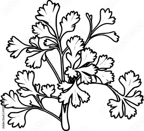 Vibrant Green Cilantro Sprig Illustration Fresh Herb