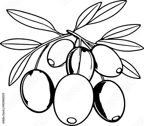 A Simple Line Drawing Of Olives On A Branch With Leaves