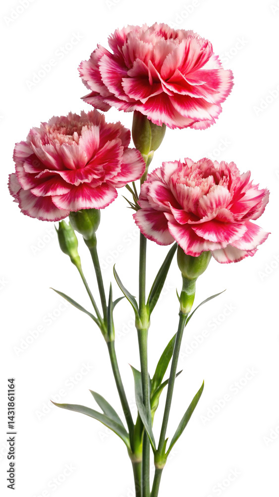 Three Pink and White Carnations with Green Stems Against a Trensprent Background png Three Pink and White Carnations with Green Stems Against a Trensprent Background png