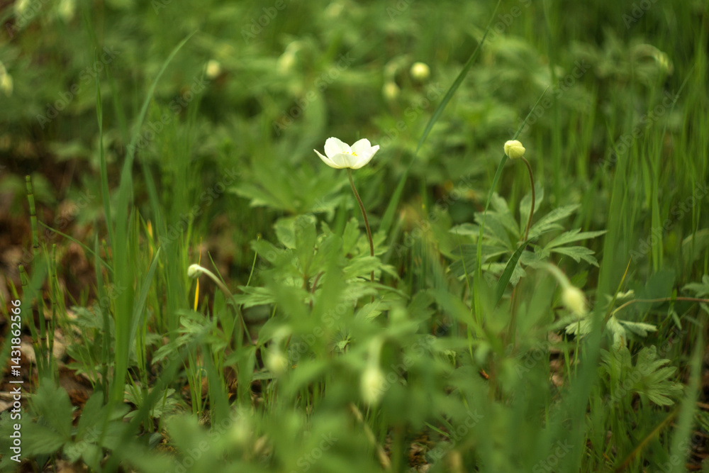 Obraz premium green grass and flowers