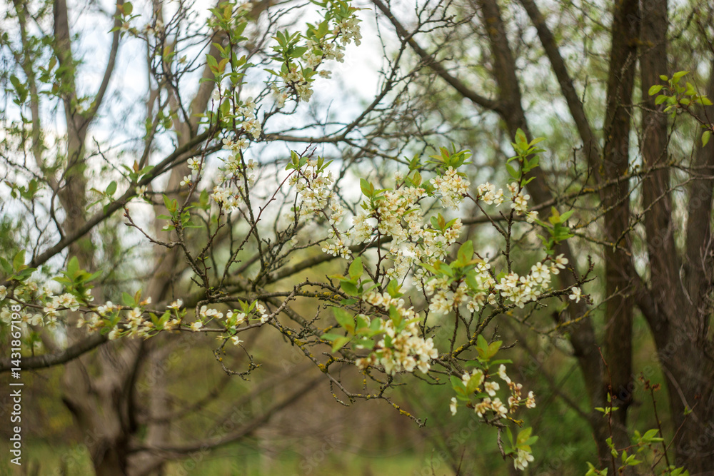 Fototapeta premium blossoming apple tree