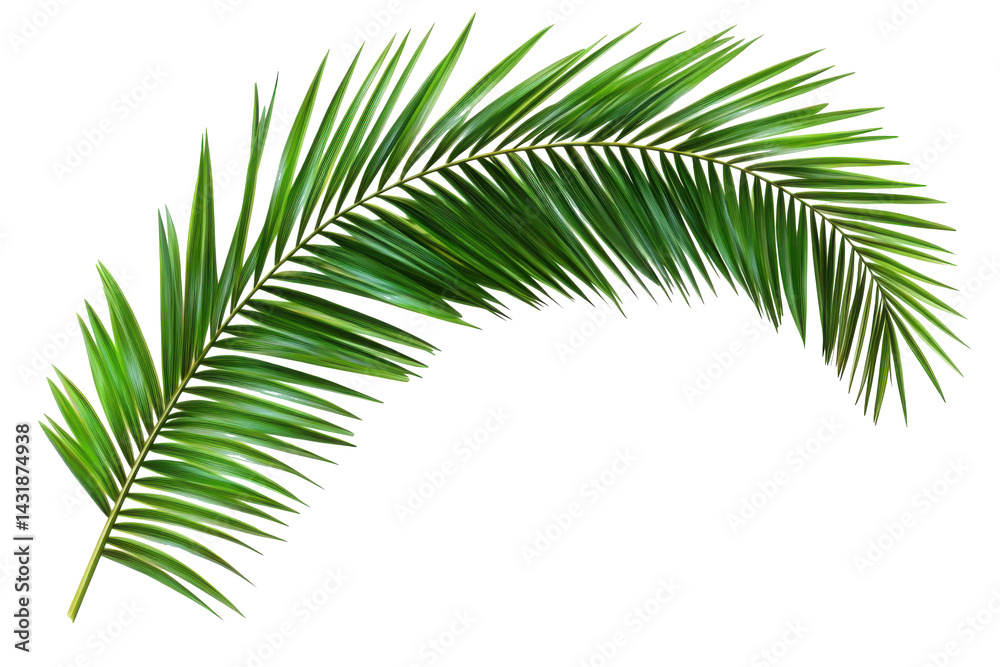 Obraz premium Elegant tropical leaf curves against a stark background displaying vibrant green hues