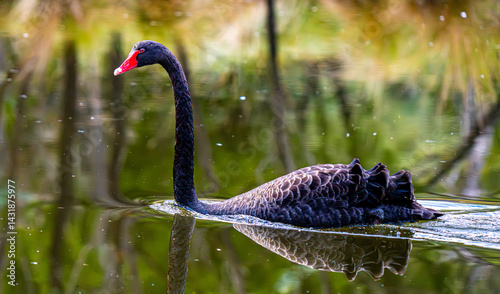 Fototapeta Naklejka Na Ścianę i Meble -  Black swan smiling at camera
