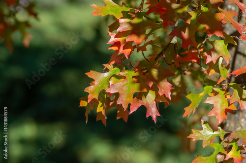 Obraz na płótnie Quercus coccinea red orange yellow leaves during autumn season, ornamental tree w salonie