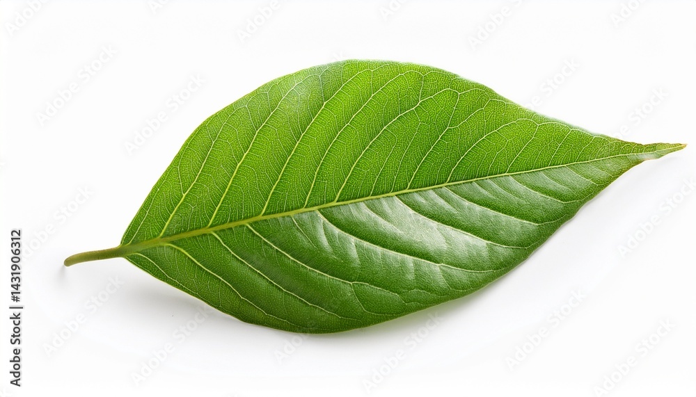 Fototapeta premium beautiful green leaf isolated on white