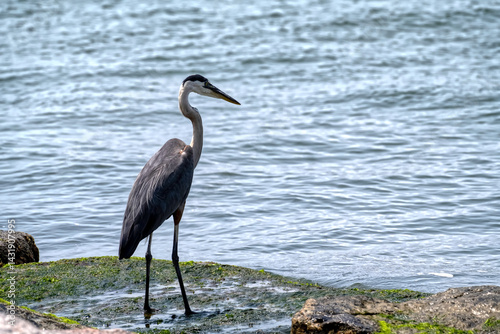 Great Blue Heron Standing on Rocky Shoreline