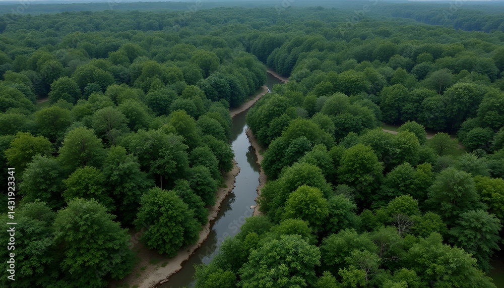 Aerial View of Dense Green Forest with a Winding River Below Aerial View of Dense Green Forest with a Winding River Below
