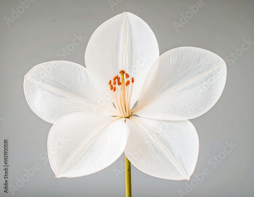 white flower with five petals on gray background