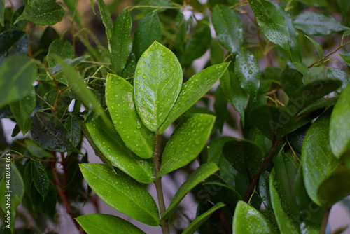 Wallpaper Mural Zamioculcas zamiifolia tree popular plant for home and office. Houseplants in water drops after spraying. Torontodigital.ca