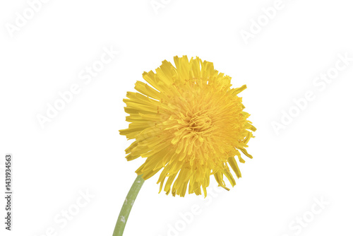 Isolated Dandelion Blooom