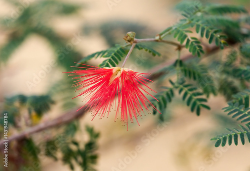 Blossom Baja fairy duster (lat.- Calliandra californica)