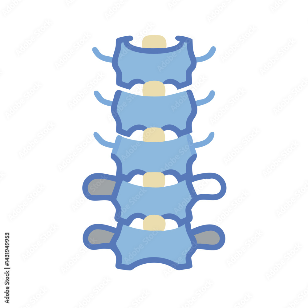 Human Spine Vertebrae Illustration: Anatomy, Biology, and Structure