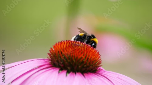Close-Up of bumblebee pollinating vibrant purple coneflower.